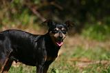 PINSCHER NAIN 074